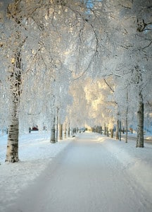 http://beautiful-portals.tumblr.com/post/327776249/via-grayskymorning tree lined snow street